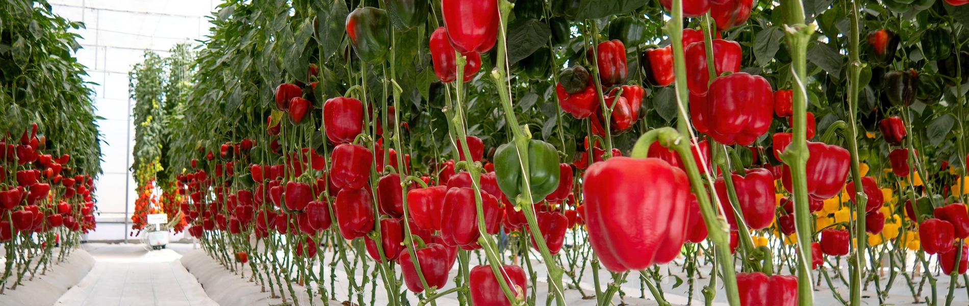 Paprikas-in-kas