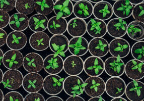 Extra-Plantmateriaal-300x200