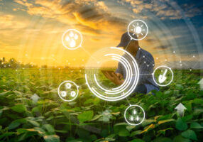 agriculture technology concepts by the farmer using smartphone in mung bean garden with light shine sunset