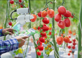 Farmer using digital tablet control robot to harvesting tomatoes in agriculture industry, Agriculture technology smart farm concept