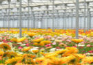 Planten_in_kas