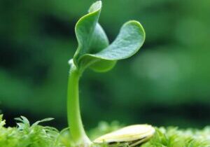 growing-plant