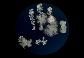 v2_callbeeld_microbiomen_wim_van_egmond_high-res